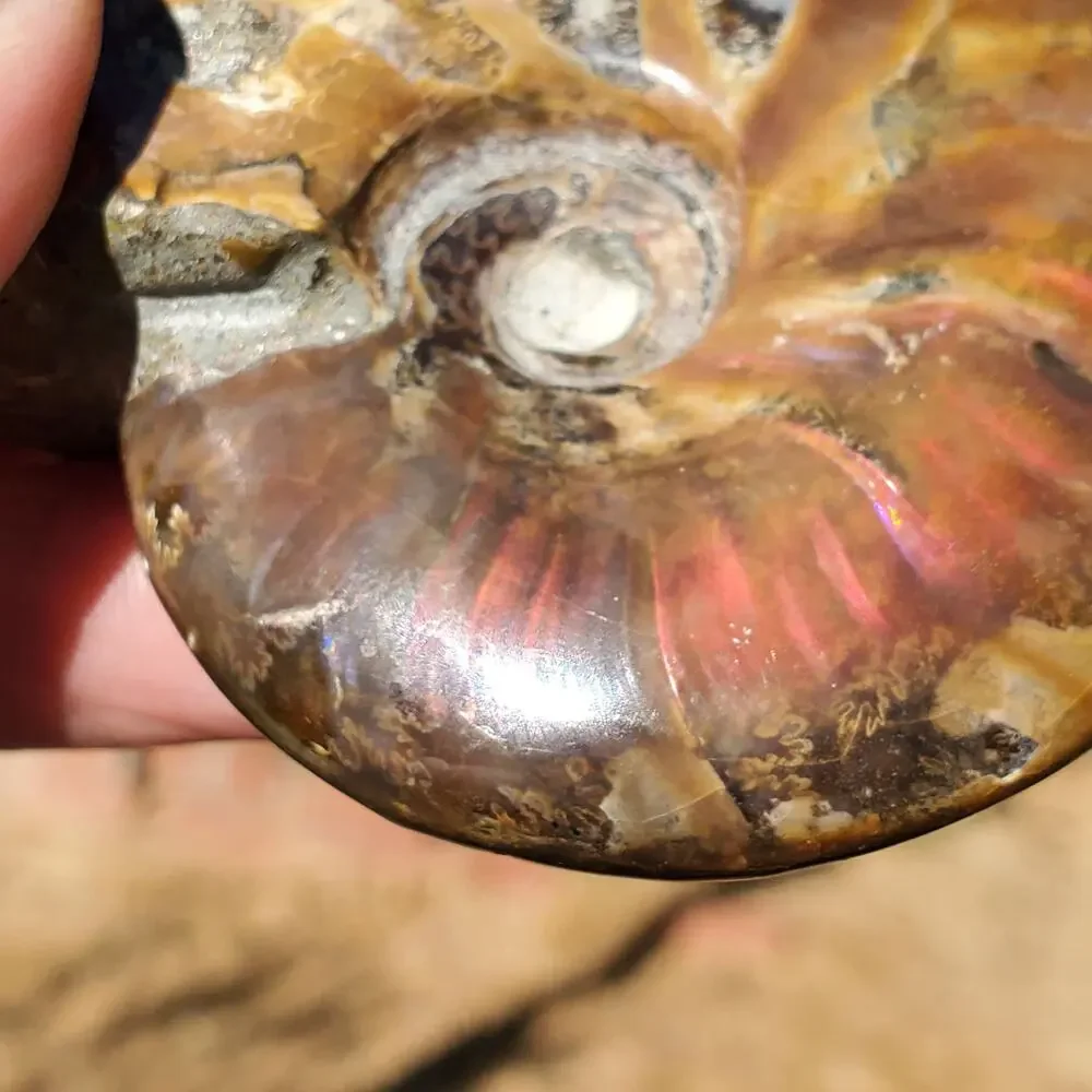 Ammonite Fossil Iridescent Rainbow Color Burst 164 Grams